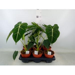 Alocasia   ...