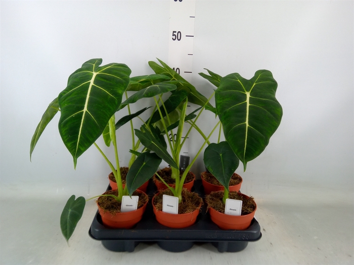 <h4>Alocasia   ...</h4>