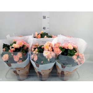 Begonia elat. DU 'Hailey Sunset'