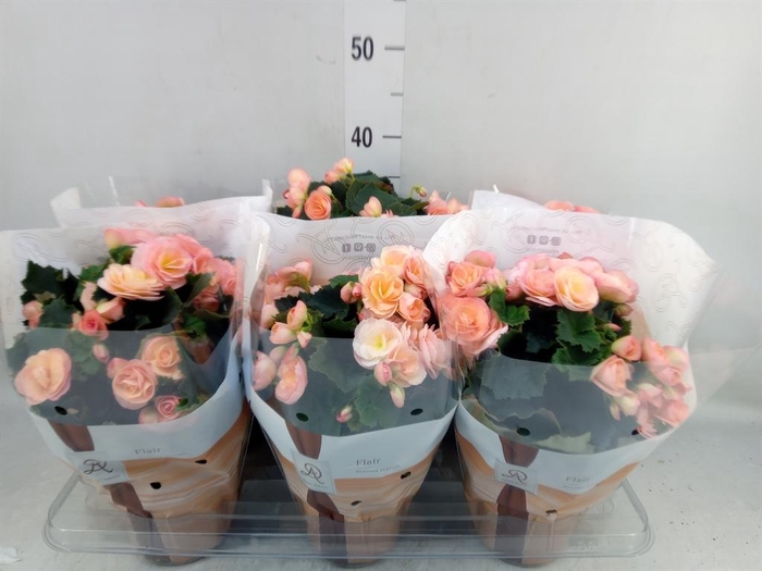 <h4>Begonia elat. DU 'Hailey Sunset'</h4>