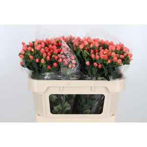 Hyp Mag Roy Princess