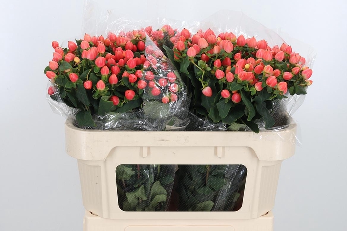 <h4>Hyp Mag Roy Princess</h4>