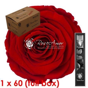 30cm Stem Red02 Bulk