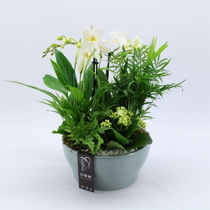 Arr.  Phalaenopsis H%