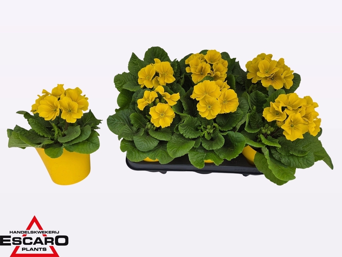 <h4>PRIM ELATIOR</h4>