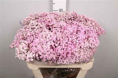 <h4>Gypsophila   ...colored  H%</h4>