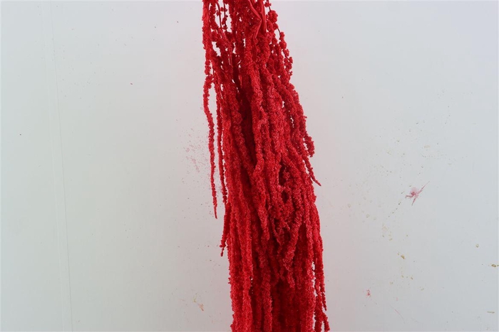 <h4>Pres Amaranthus Caud Red Bunch</h4>