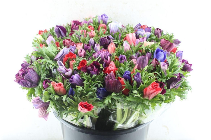 <h4>Anemone Galil Mixed</h4>