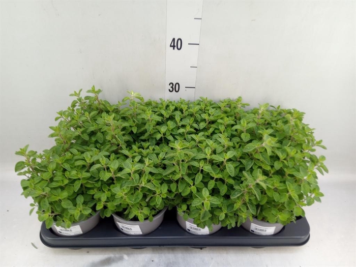 <h4>Origanum vulgare</h4>