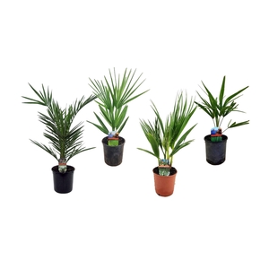 Palmen mix outdoor - 3/4 soorten