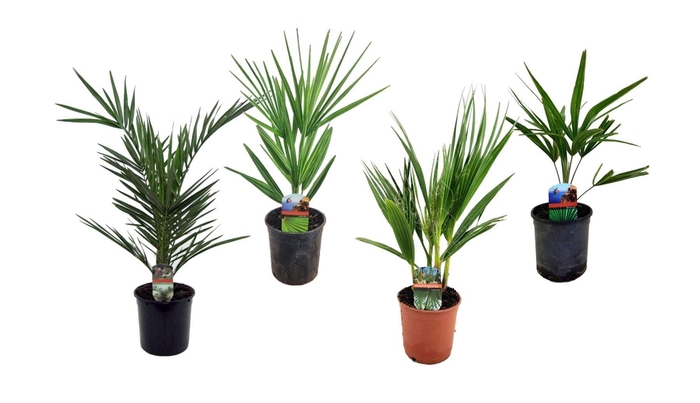 <h4>Palmen mix outdoor - 3/4 soorten</h4>