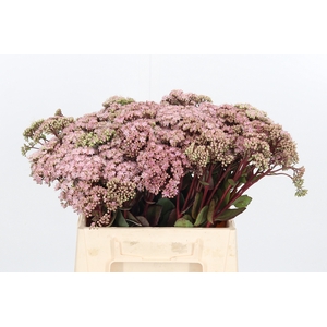 Sedum Matrona (bloei