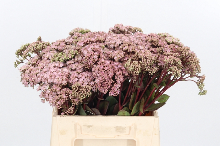 <h4>Sedum Matrona (bloei</h4>