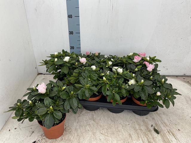 <h4>RHODO SI VOGEL GEM</h4>