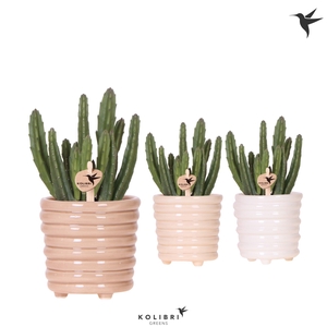 Kolibri Greens Stapelia Leendertziae in Ring pot mix