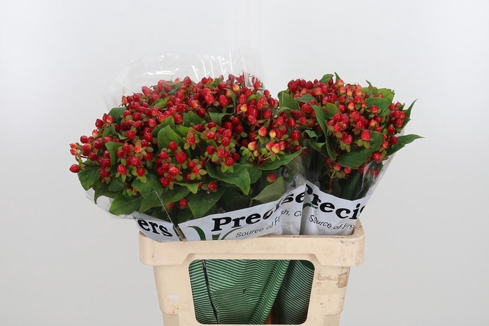 <h4>Hyp Mag Triumph</h4>