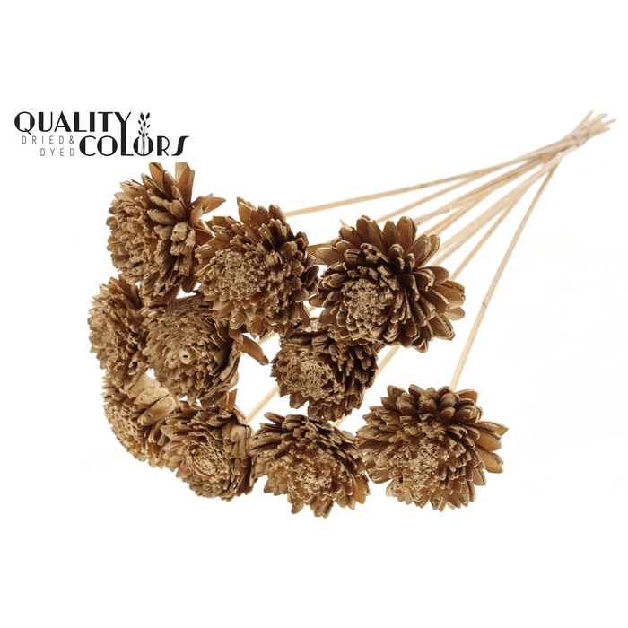 <h4>Shola Zinia Ø8cm on stem Antique Gold</h4>