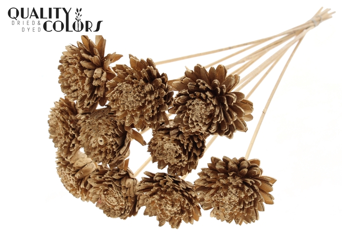 Shola Zinia Ø8cm on stem Antique Gold