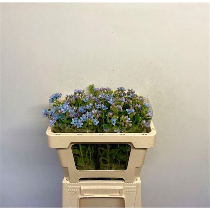 <h4>OXY CO TAN PURE BLU</h4>