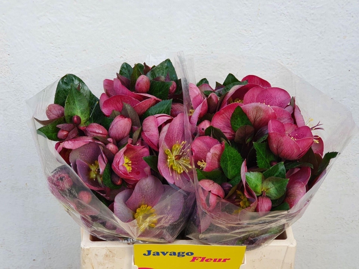 <h4>HELLEB PIPPAS PURPLE</h4>