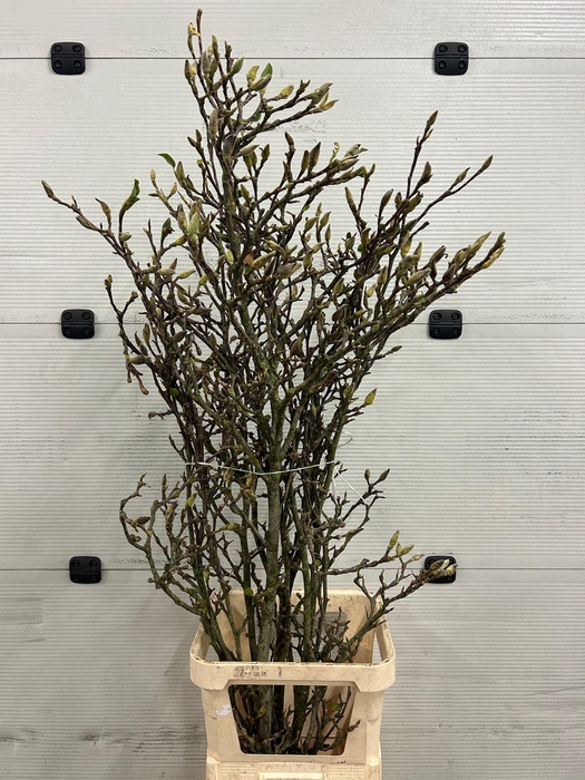 <h4>Magnolia Grillig</h4>