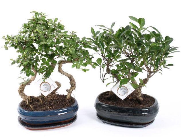 <h4>Bonsai Mixed Forest in ø26cm Ceramic with Saucer</h4>