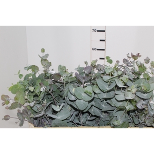 FOLHAGEM EUCAFLOR 070 CM