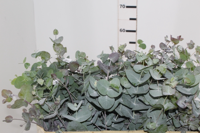 <h4>FOLHAGEM EUCAFLOR 070 CM</h4>