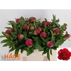 PAEO RED CHARM