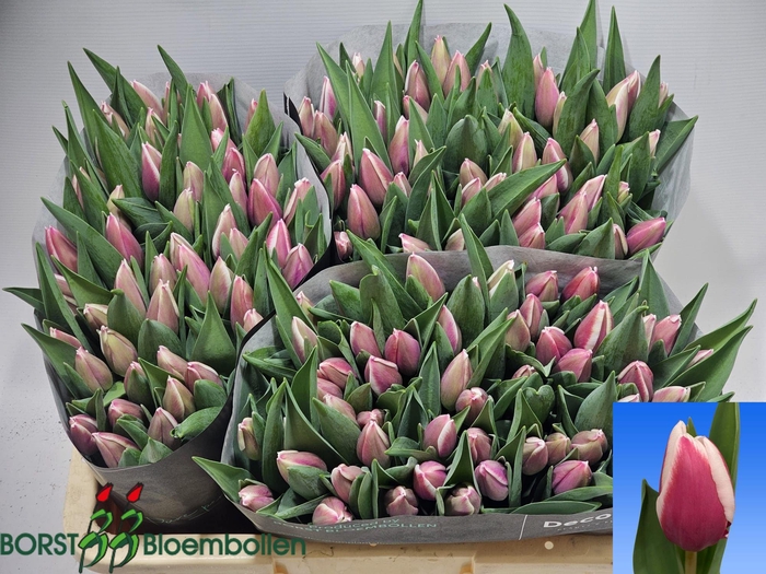 <h4>TU EN CROSSOVER</h4>