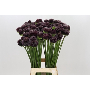 Allium Forelock