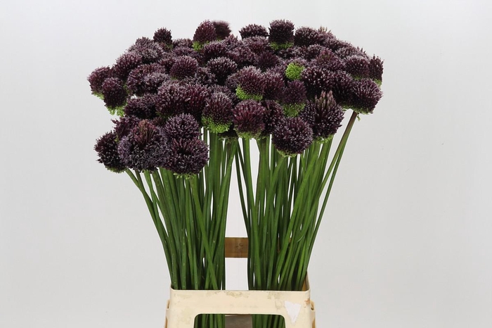 <h4>Allium Forelock</h4>