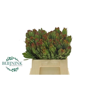 LEUCAD SAFARI GOLDST