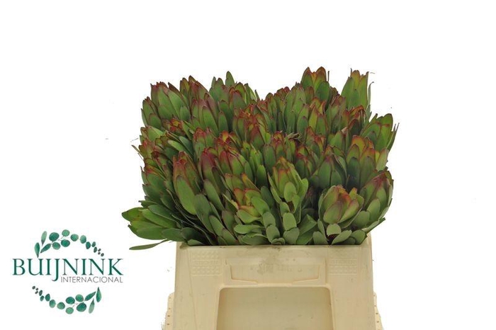 <h4>LEUCAD SAFARI GOLDST</h4>