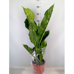 Dieffenbachia seg. 'Caiman'