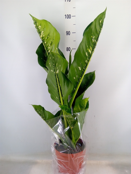 <h4>Dieffenbachia seg. 'Caiman'</h4>