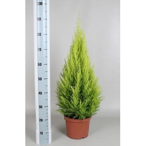 Cupressus mac. Goldcrest Wilma 23Ø 80cm