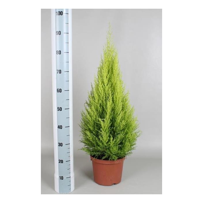 <h4>Cupressus mac. Goldcrest Wilma 27Ø 110cm</h4>