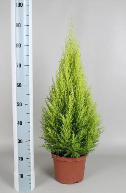 Cupressus mac. Goldcrest Wilma 27Ø 110cm