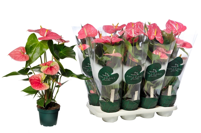 <h4>Anthurium andr. 'Colorado'</h4>