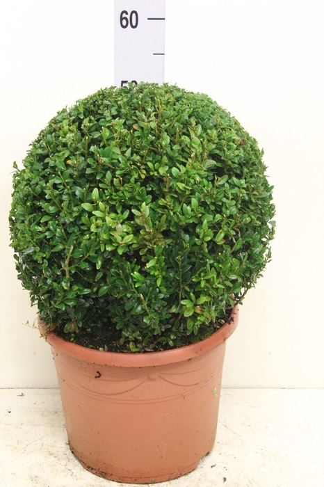 <h4>Buxus sempervirens bol P29 (potgekweekt)</h4>