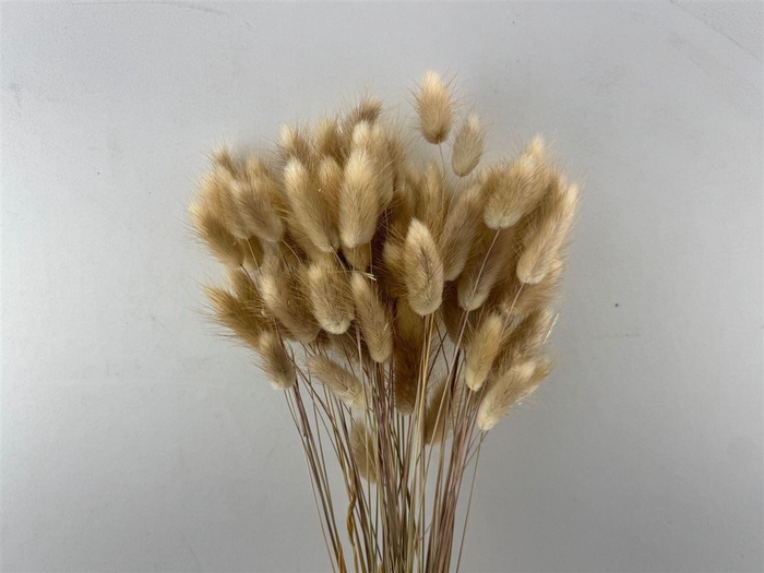 <h4>Dried Lagurus Natural Bunch 50gr Slv</h4>