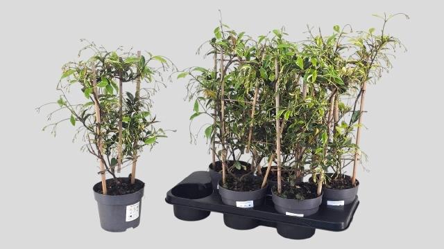 <h4>TRAC JASMINOIDES</h4>