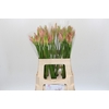 Nerine Vesta K