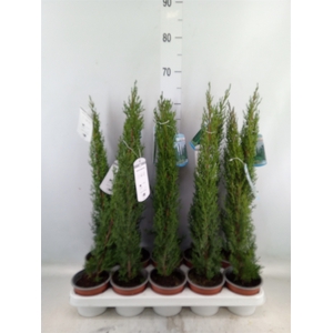 Cupressus sempervirens 'Totem'