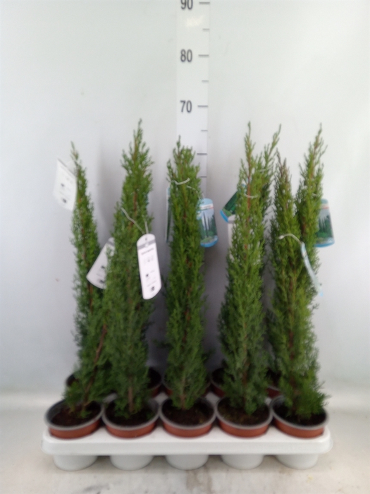 <h4>Cupressus sempervirens 'Totem'</h4>