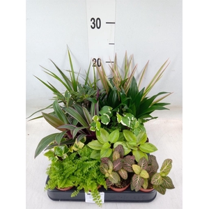 Planten  ..mix