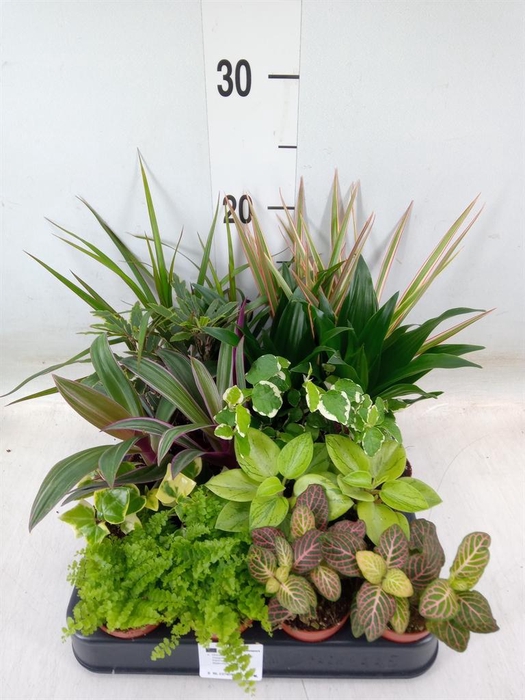 <h4>Planten  ..mix</h4>