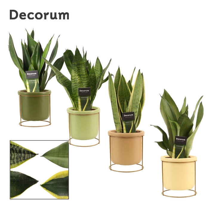 <h4>Sansevieria Super Mix 12 cm in Lynn (Silent moods-collection)</h4>