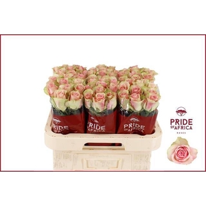 R GR BELLE ROSE